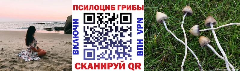 Псилоцибиновые грибы Cubensis  наркошоп  Ворсма 